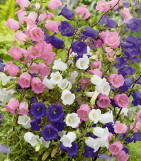 Zvonček prostredný jednoduchý - mix farieb - Campanula medium - predaj semien - 200 ks