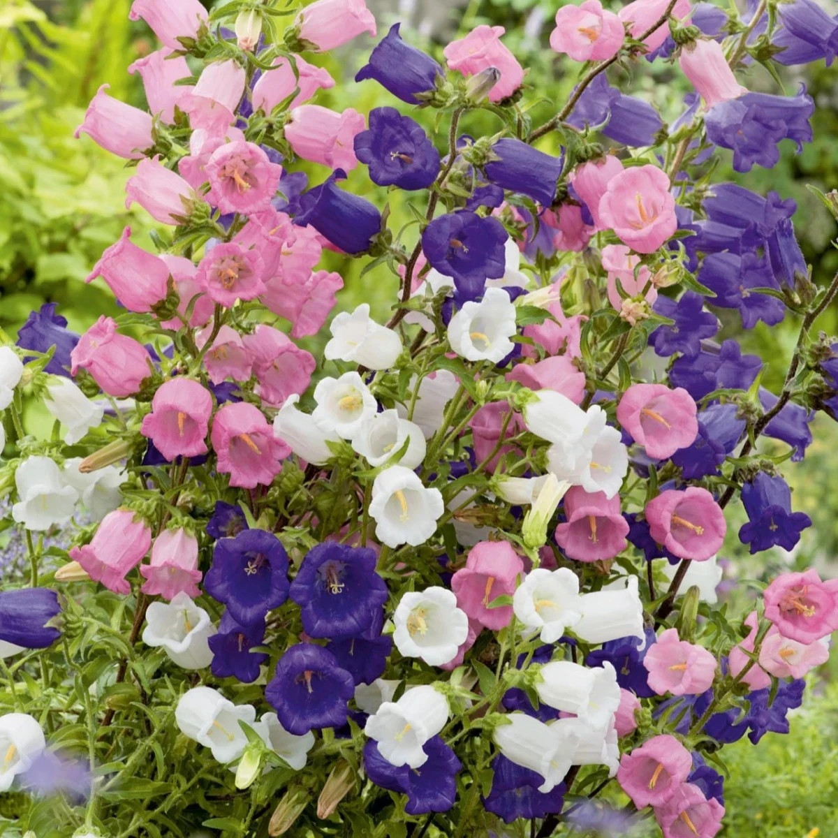 Zvonček prostredný jednoduchý - mix farieb - Campanula medium - predaj semien - 200 ks