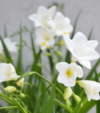 Frézia biela - Freesia - predaj cibuľovín - 3 ks