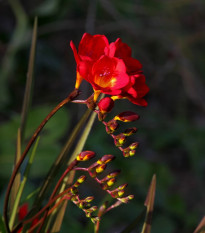 Frézia červená - Freesia - predaj cibuľovín - 3ks