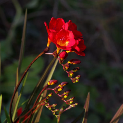 Frézia červená - Freesia - predaj cibuľovín - 3ks