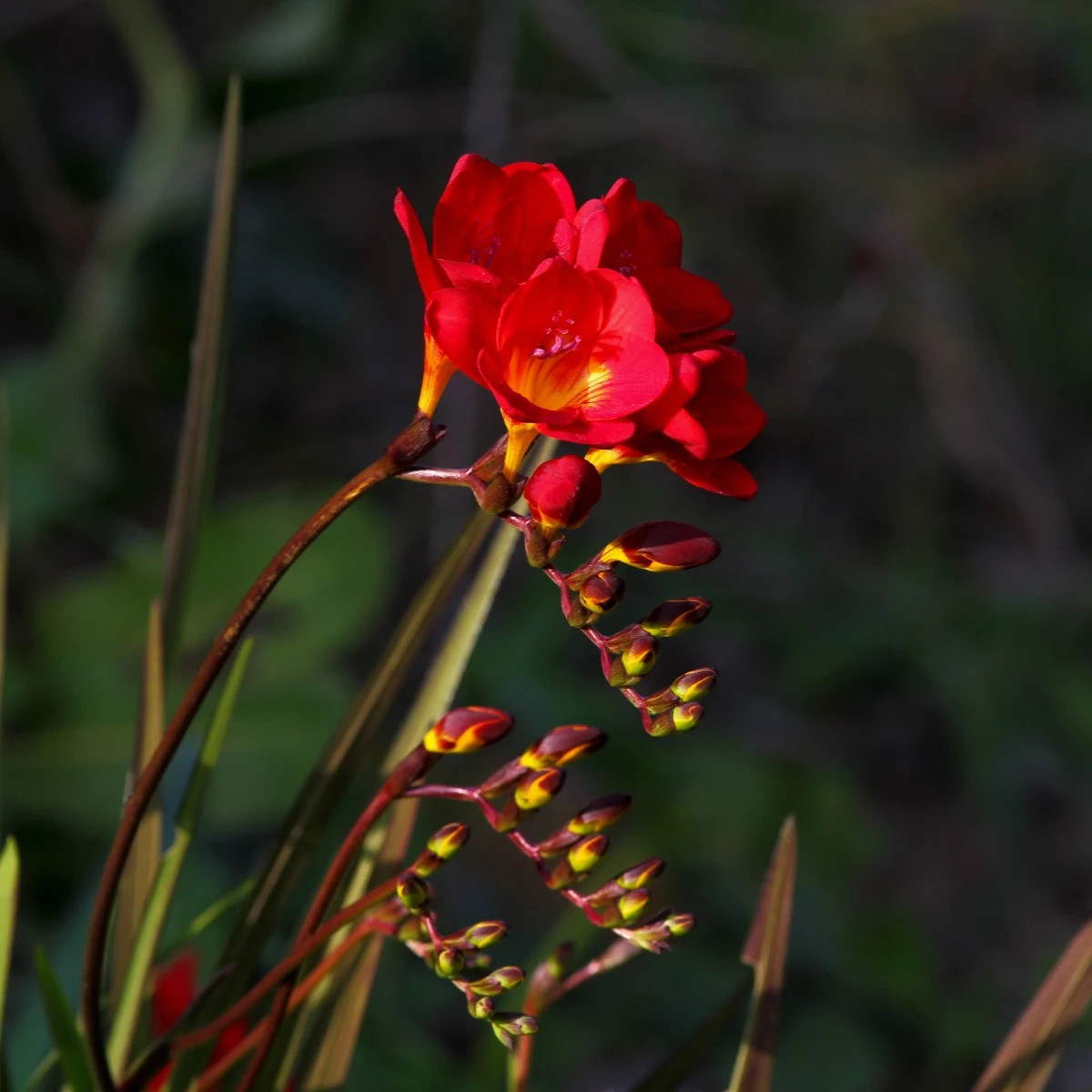 Frézia červená - Freesia - predaj cibuľovín - 3ks