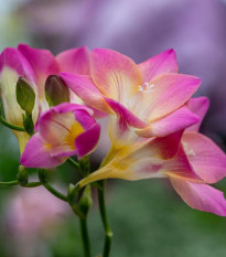 Frézia ružová - Freesia - predaj cibuľovín - 3 ks