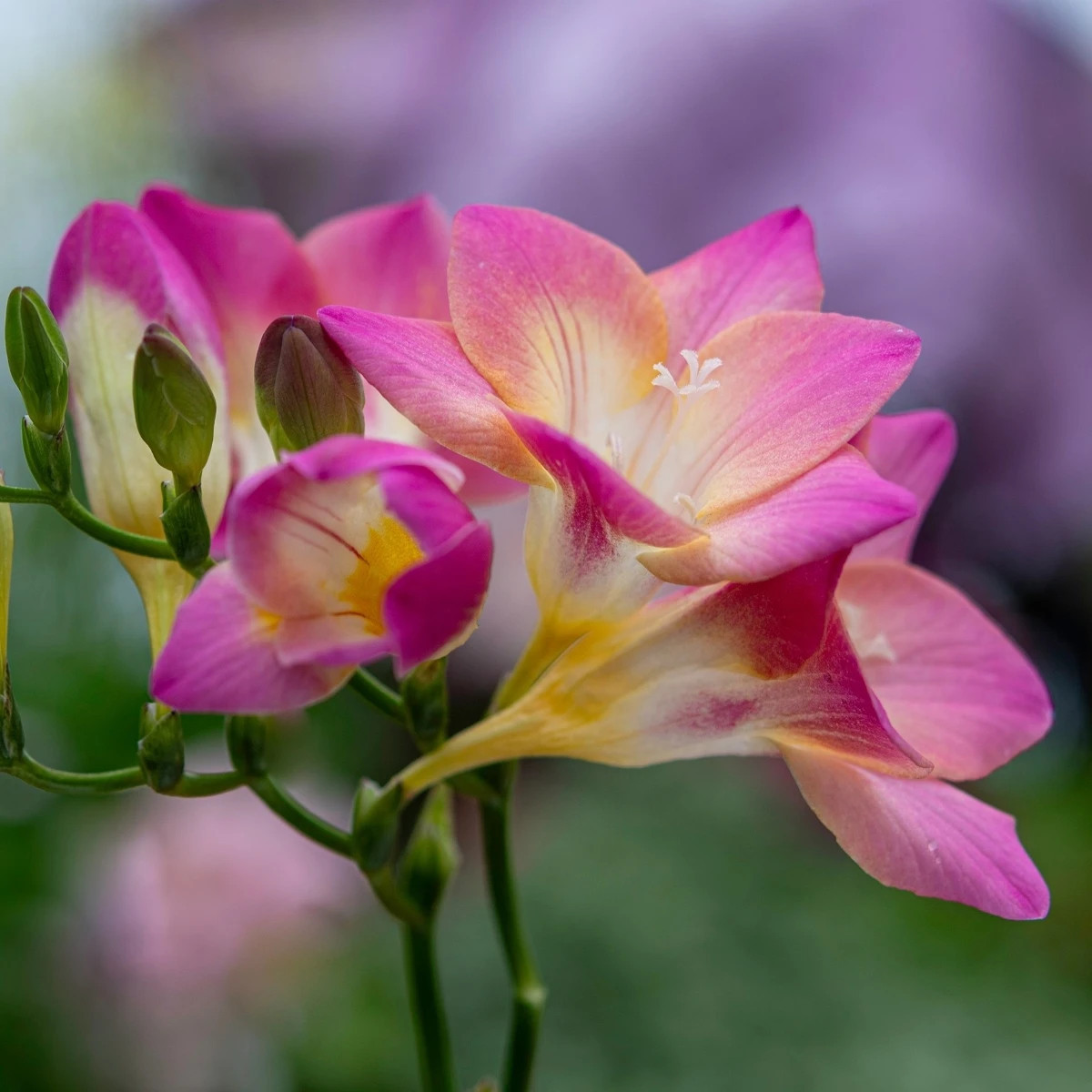 Frézia ružová - Freesia - predaj cibuľovín - 3 ks