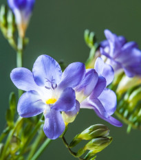 Frézia modrá - Freesia - predaj cibuľovín - 3 ks