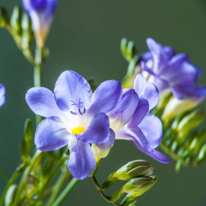 Frézia modrá - Freesia - predaj cibuľovín - 3 ks