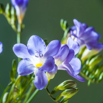 Frézia modrá - Freesia - predaj cibuľovín - 3 ks