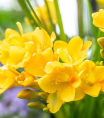 Frézia žltá - Freesia - predaj cibuľovín - 3 ks