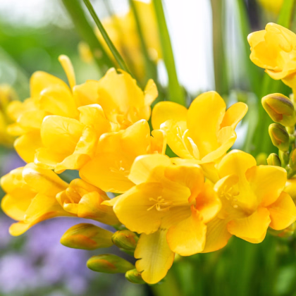 Frézia žltá - Freesia - predaj cibuľovín - 3 ks