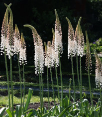 Fakľa White Beauty Favourite - Eremurus - predaj koreňových hľúz - 1 ks