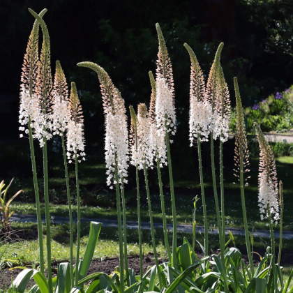 Fakľa White Beauty Favourite - Eremurus - predaj koreňových hľúz - 1 ks