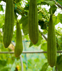 BIO Lufa valcovitá - Luffa cylindrica - predaj bio semien - 8 ks