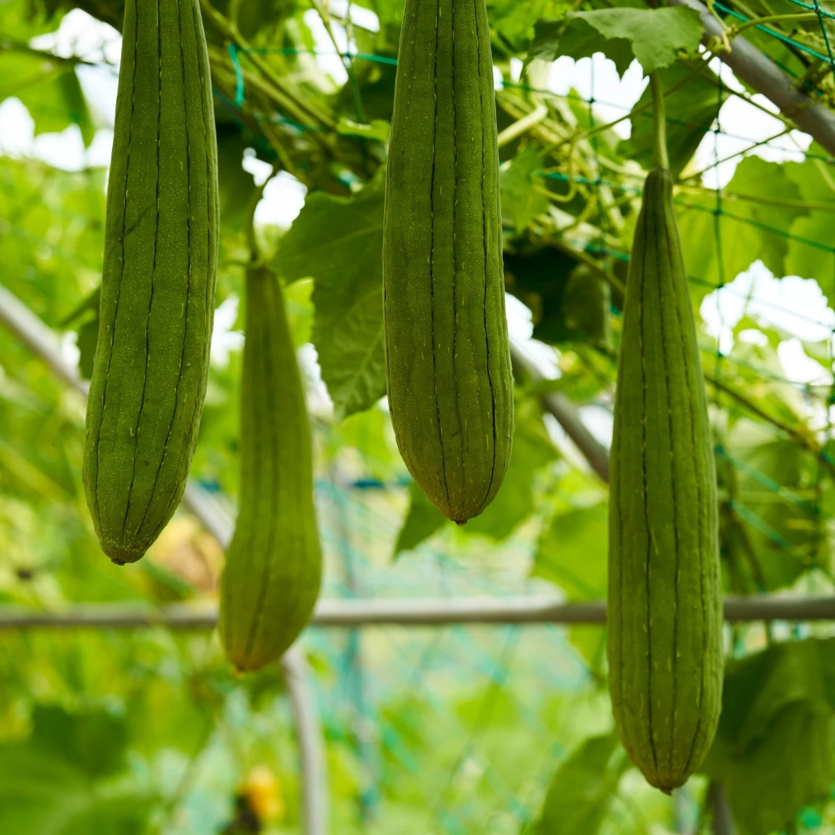 BIO Lufa valcovitá - Luffa cylindrica - predaj bio semien - 8 ks