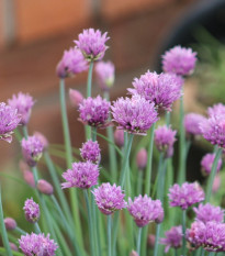 Pažítka Staro - predaj výsevných diskov - 1 ks