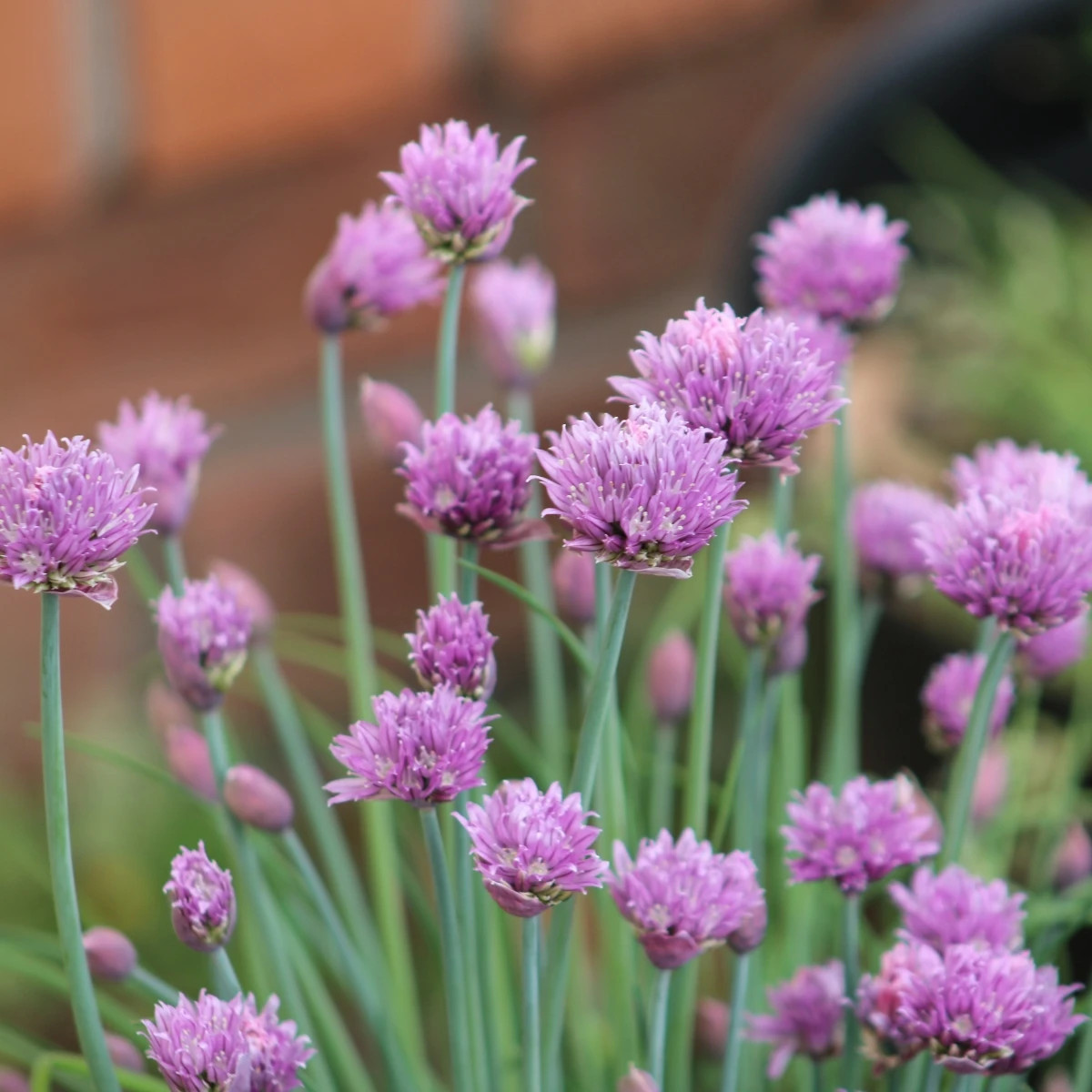 Pažítka Staro - predaj výsevných diskov - 1 ks