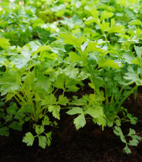 Zeler stopkový Merlin - Apium graveolens var. - predaj semien - 300 ks