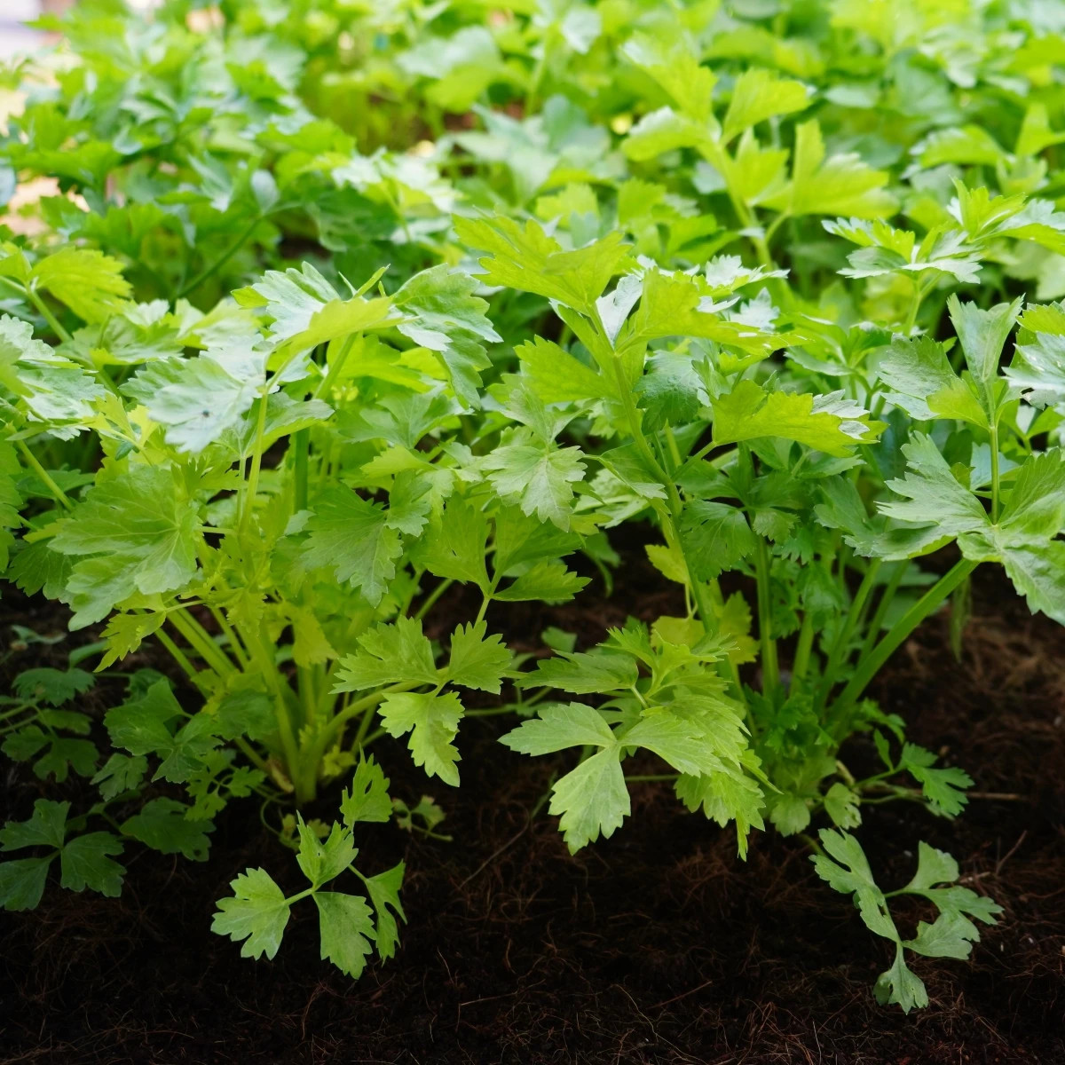 Zeler stopkový Merlin - Apium graveolens var. - predaj semien - 300 ks