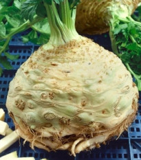 Zeler buľvový Neon - Apium graveolens var. - predaj semien - 300 ks