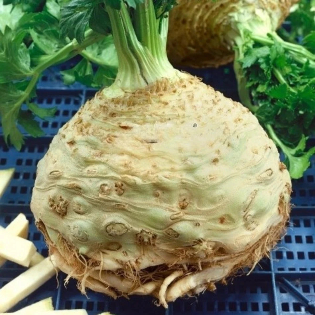 Zeler buľvový Neon - Apium graveolens var. - predaj semien - 300 ks