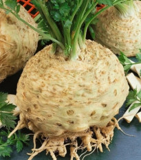Zeler buľvový Kompakt - Apium graveolens var. - predaj semien - 300 ks