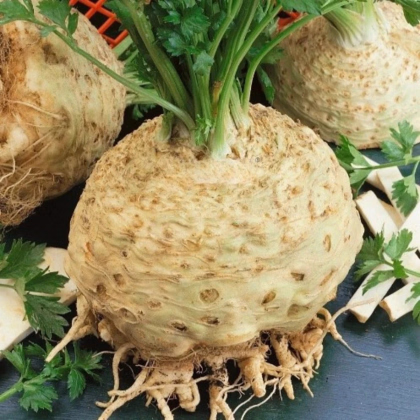 Zeler buľvový Kompakt - Apium graveolens var. - predaj semien - 300 ks