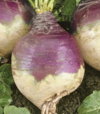 Kvaka Magres - Brassica napus var. napobrassica - predaj semien - 200 ks