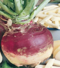 Kvaka Gowrie - Brassica napus var. napobrassica - predaj semien - 200 ks