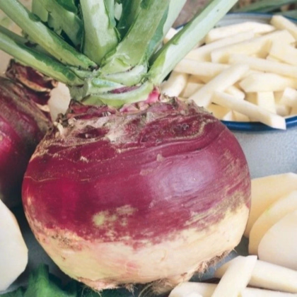 Kvaka Gowrie - Brassica napus var. napobrassica - predaj semien - 200 ks