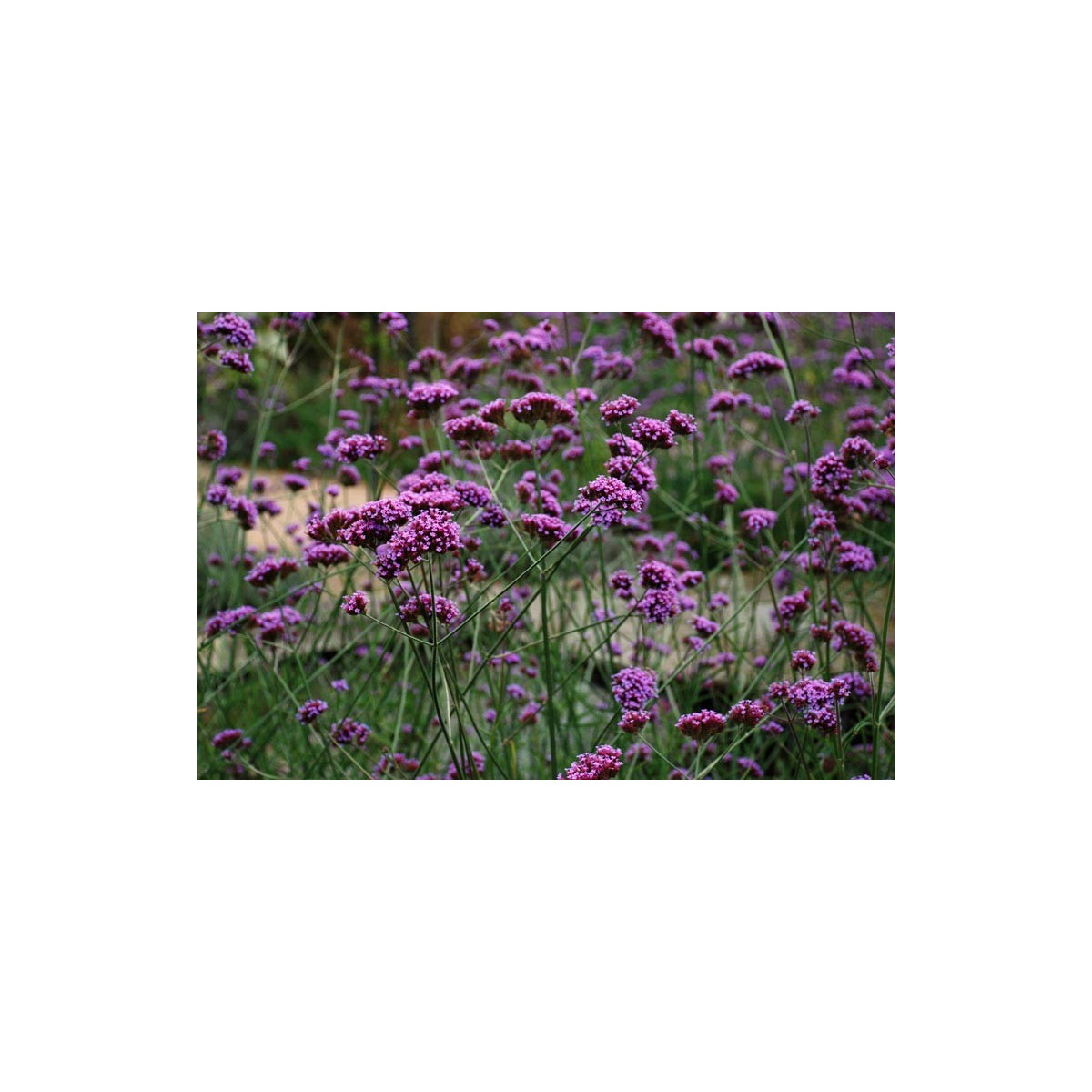 Železník argentínsky - Verbena bonariensis - semiačka - 200 ks