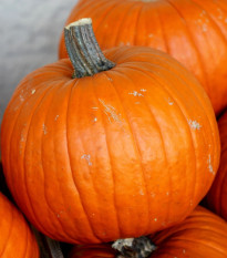 Tekvica Jack O Lantern - Cucurbita pepo - predaj semien - 7Tekvica Jack O Lantern - Cucurbita pepo - predaj semien - 7 ksks