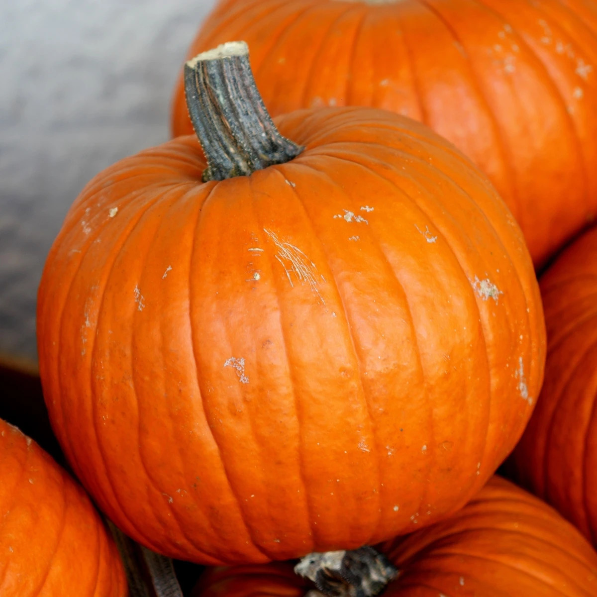 Tekvica Jack O Lantern - Cucurbita pepo - predaj semien - 7Tekvica Jack O Lantern - Cucurbita pepo - predaj semien - 7 ksks