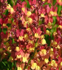 Línia marocká Licilia Peach - Linaria maroccana - predaj semien - 30 ks