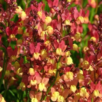 Línia marocká Licilia Peach - Linaria maroccana - predaj semien - 30 ks