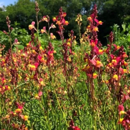 Línia marocká Licilia Peach - Linaria maroccana - predaj semien - 30 ks