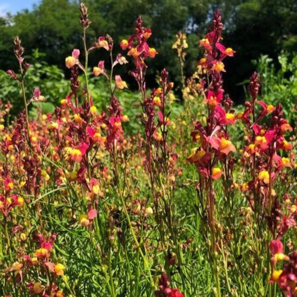 Línia marocká Licilia Peach - Linaria maroccana - predaj semien - 30 ks