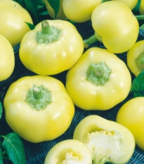 Paprika ročná Jablina F1 - Capsicum annuum - predaj semien - 10 ks