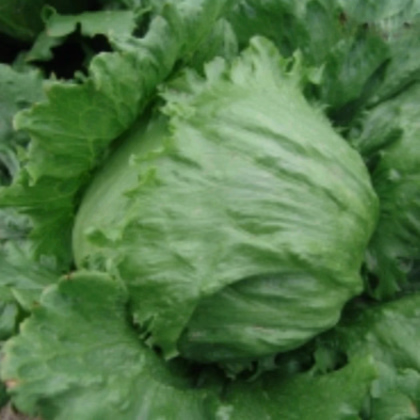 Šalát ľadový Stamir - Lactuca sativa L. var. capitata - predaj semien - 300 ks