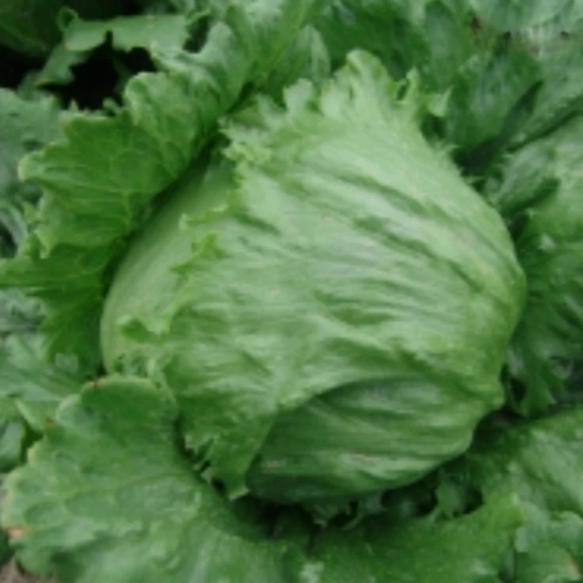 Šalát ľadový Stamir - Lactuca sativa L. var. capitata - predaj semien - 300 ks