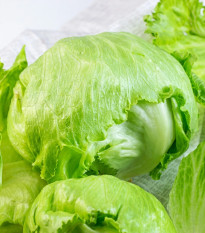 Šalát ľadový Stamir - Lactuca sativa L. var. capitata - predaj semien - 300 ks