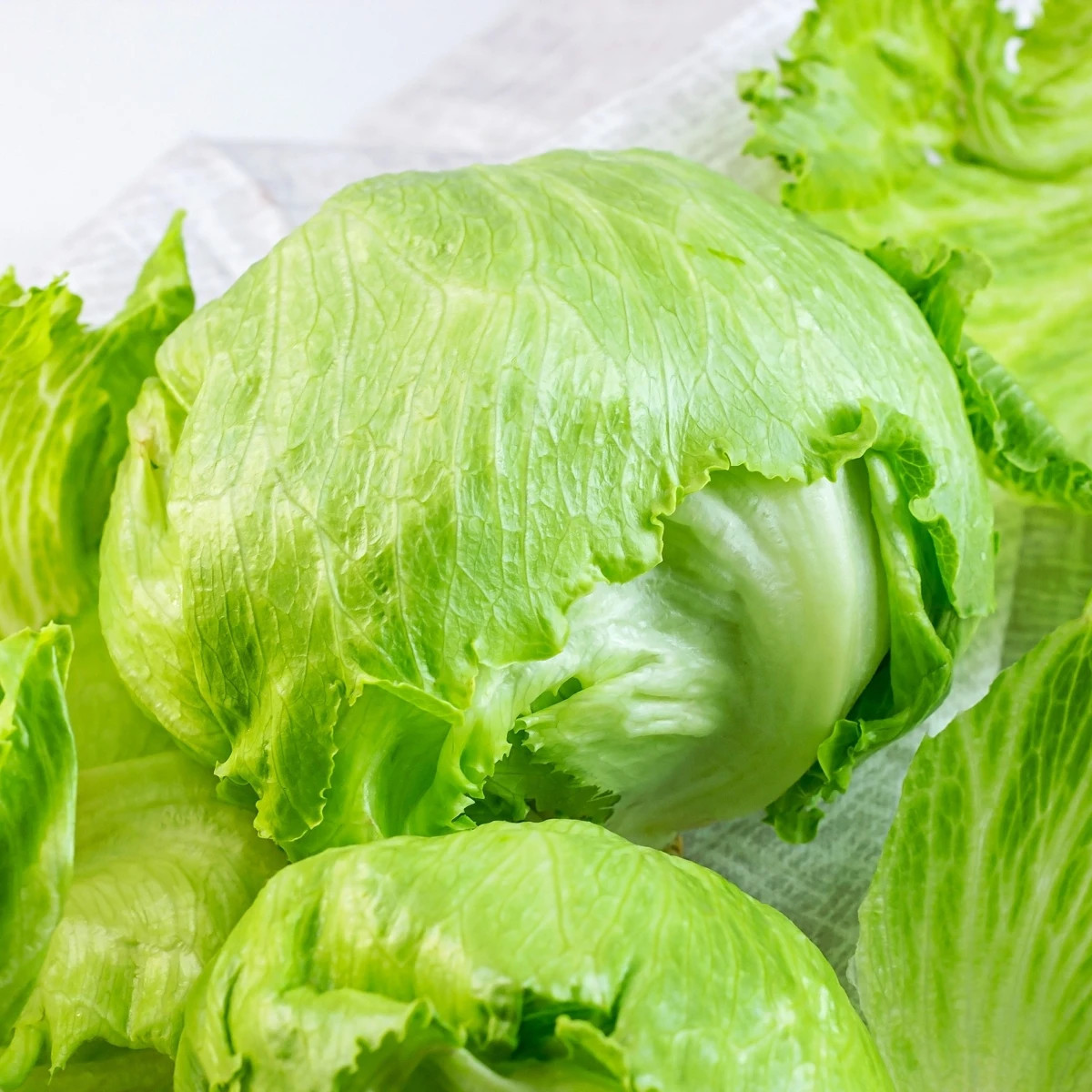 Šalát ľadový Stamir - Lactuca sativa L. var. capitata - predaj semien - 300 ks