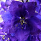 Stračia nôžka - Delphinium cultorum - semiačka - 50 ks