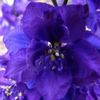 Stračia nôžka - Delphinium cultorum - semiačka - 50 ks