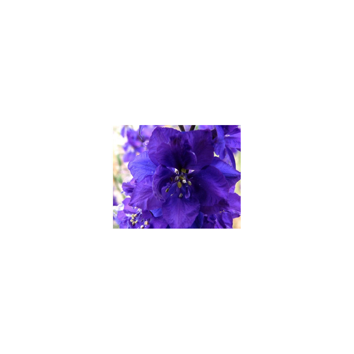 Stračia nôžka - Delphinium cultorum - semiačka - 50 ks
