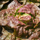 Šalát ľadový Derel - Lactuca sativa L. var. capitata - predaj semien - 200 ks
