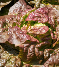 Šalát ľadový Derel - Lactuca sativa L. var. capitata - predaj semien - 200 ks