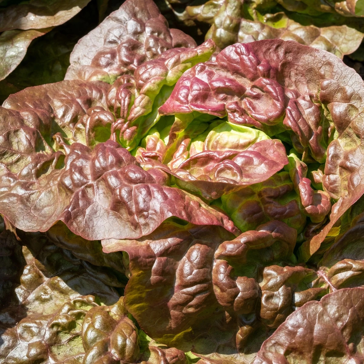 Šalát ľadový Derel - Lactuca sativa L. var. capitata - predaj semien - 200 ks