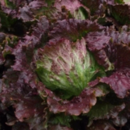 Šalát ľadový Derel - Lactuca sativa L. var. capitata - predaj semien - 200 ks