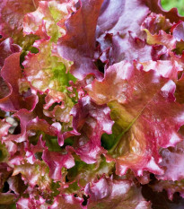 Šalát rímsky Galba - Lactuca sativa var. longifolia - predaj semien - 200 ks