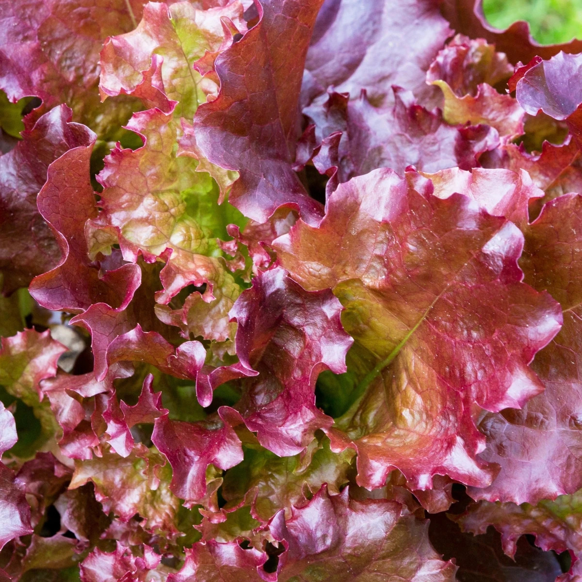 Šalát rímsky Galba - Lactuca sativa var. longifolia - predaj semien - 200 ks