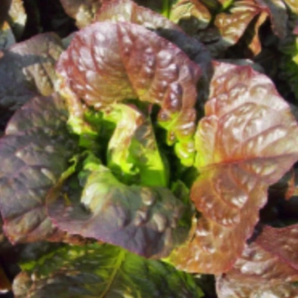 Šalát rímsky Galba - Lactuca sativa var. longifolia - predaj semien - 200 ks